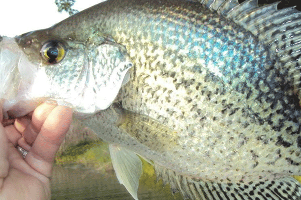 crappie fishing with  LUNKER PRO