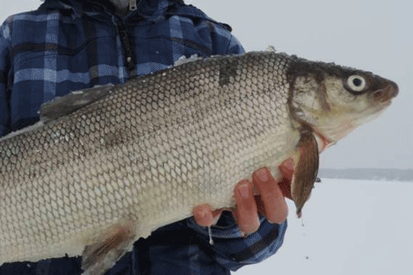 Whitefish ice fishing with LUNKER PRO